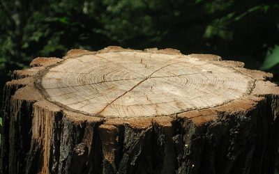 What’s the best tree stump removal method?